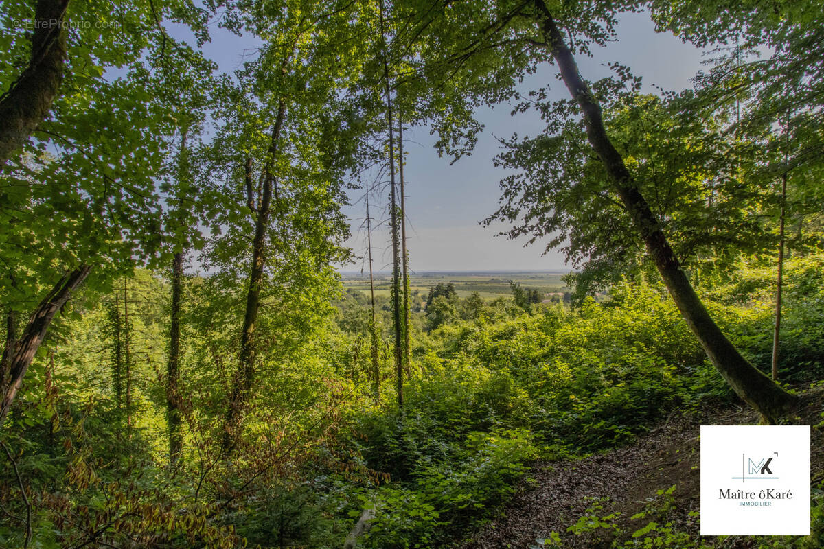 Terrain à LAMORVILLE