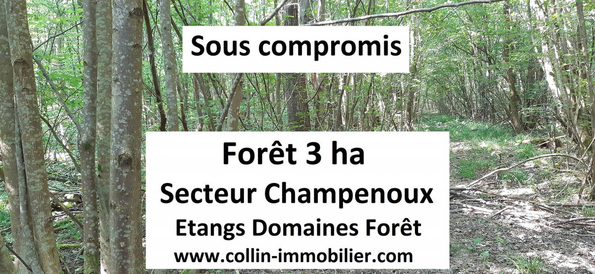 Terrain à CHAMPENOUX