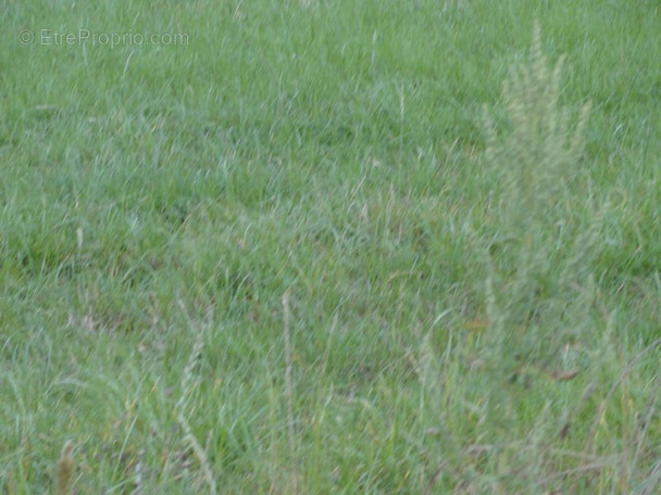 Terrain à CAMORS
