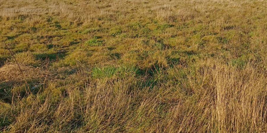 Terrain à LA GUERINIERE