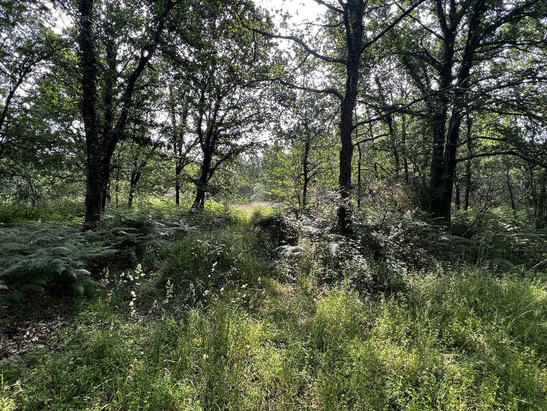 Terrain à MIOS