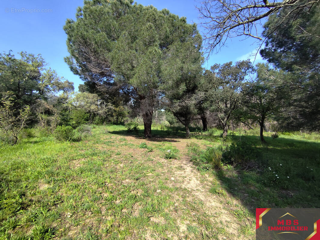 Terrain à ARGELES-SUR-MER