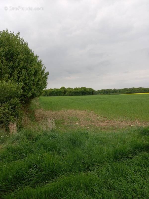 Terrain à COURTEMAUX