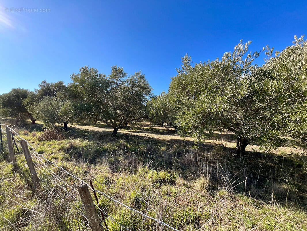 Terrain à MARSEILLAN