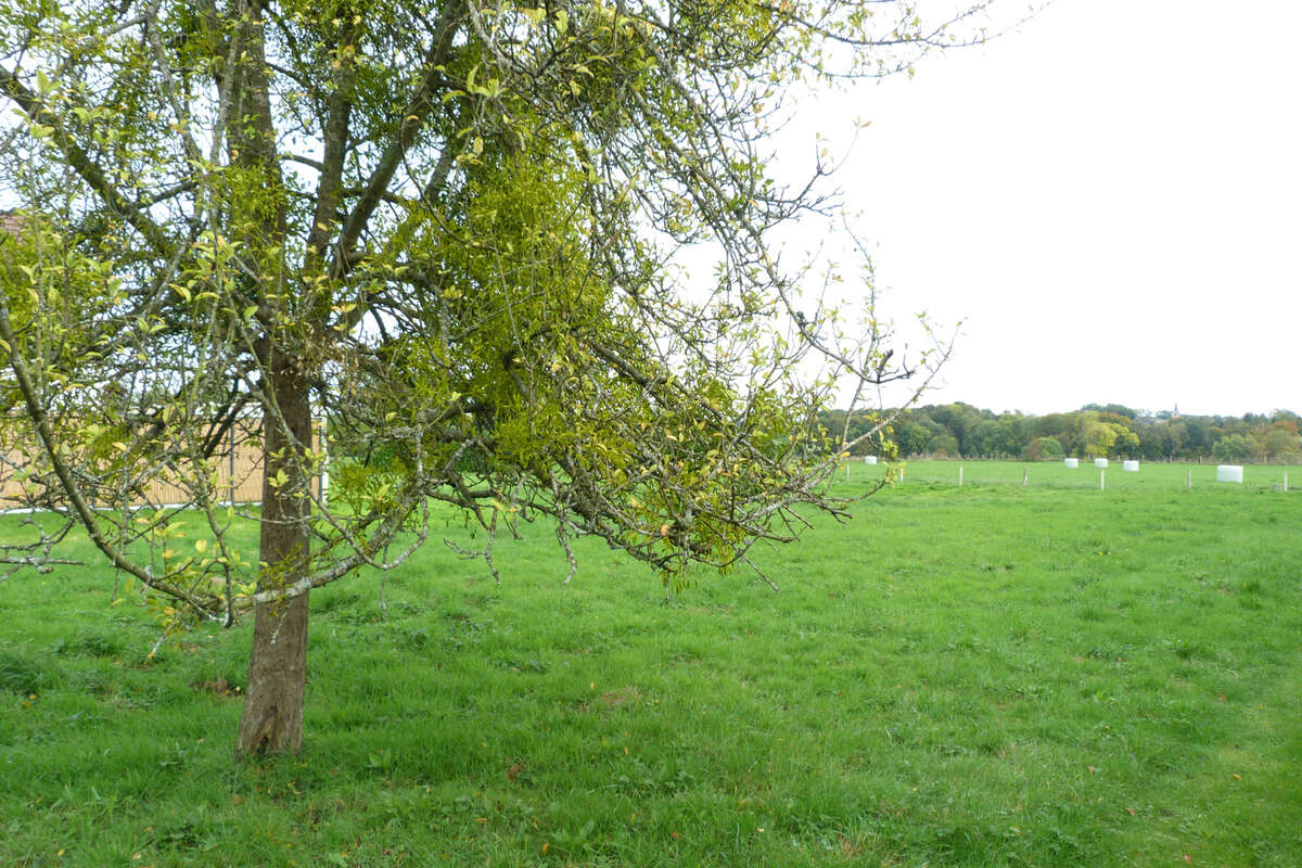 Terrain à DUCLAIR