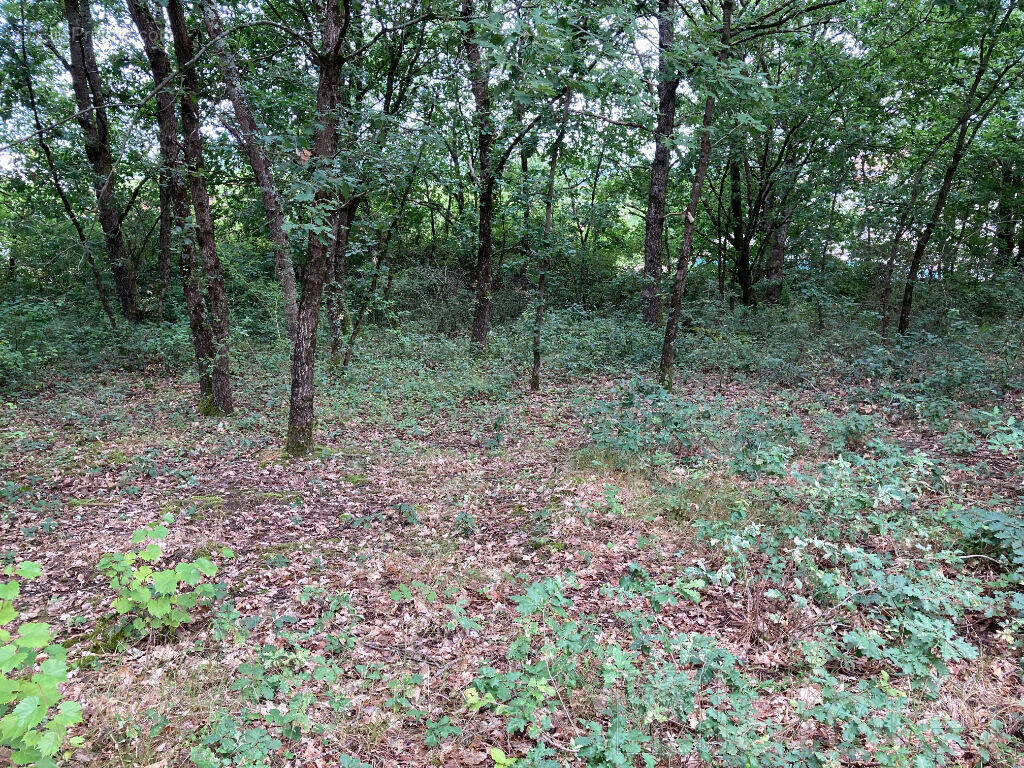 Terrain à MONTANS