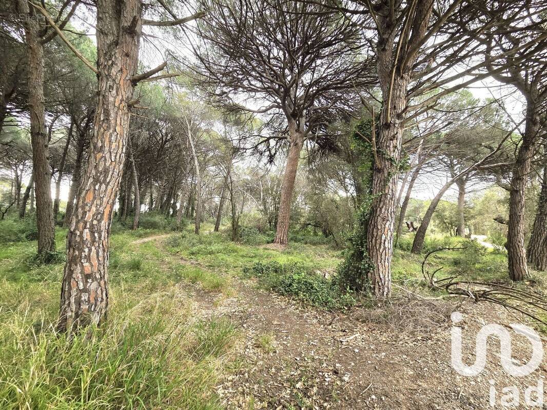 Photo 1 - Terrain à PUGET-SUR-ARGENS