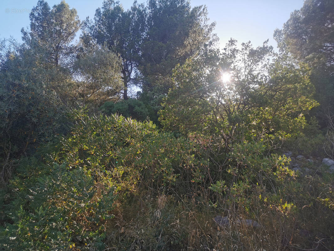 Terrain à LE LUC