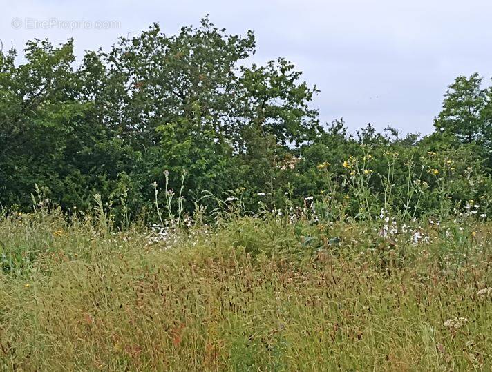 Terrain à SAINTE-FOY