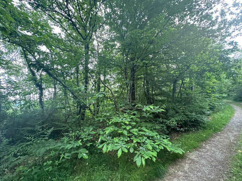 Terrain à RIEUX