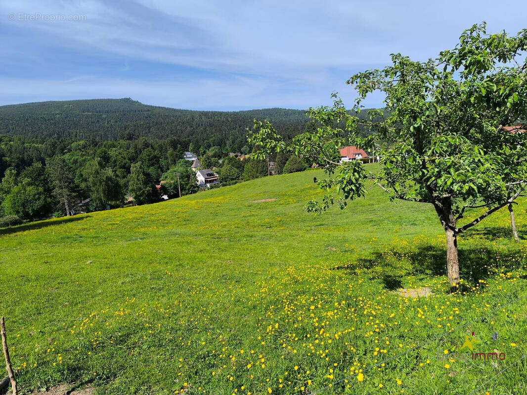 Terrain à LE HOHWALD