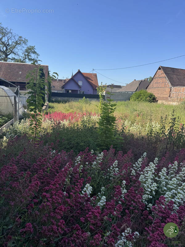 Terrain à NIEDERSCHAEFFOLSHEIM