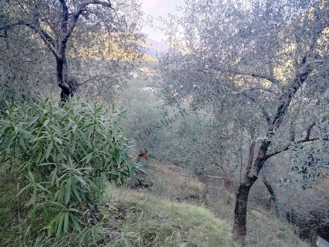 Terrain à BREIL-SUR-ROYA