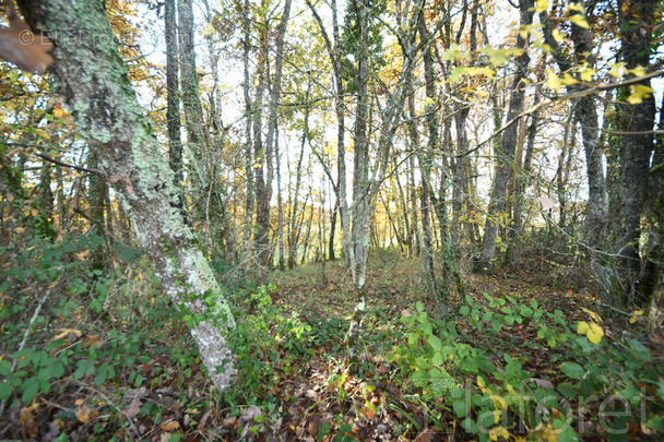 Terrain à SALVAGNAC