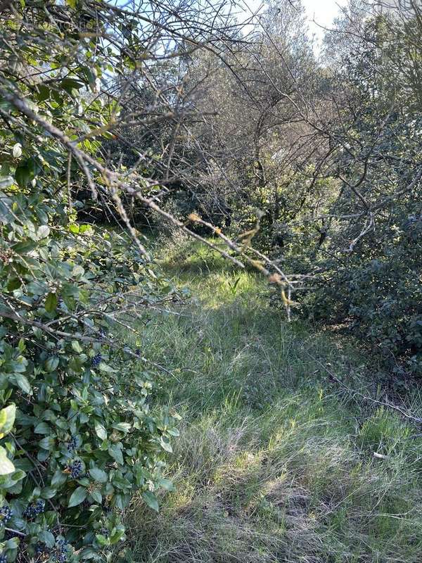 Terrain à MILHAUD