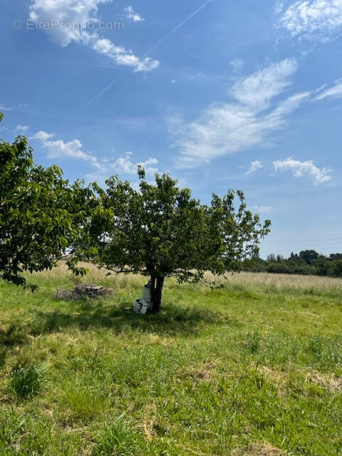 Terrain à MONTAUBAN